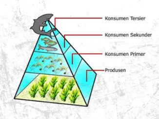 Piramida Ekologi