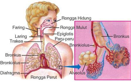sistem respirasi manusia