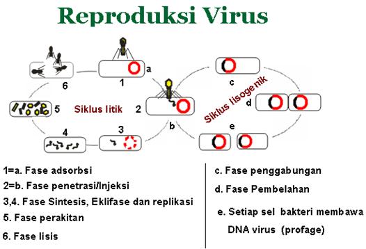 reproduksi virus