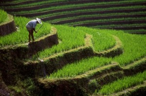 pertanian-indonesia-hadapi-ancaman-krisis-pangan1